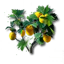 黒銀シトローム